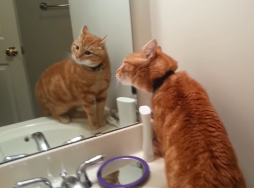 鏡に怒る猫