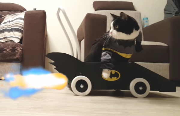 バッドモービルに乗る猫