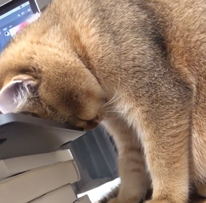 パソコンに頭を付けて寝落ちする猫