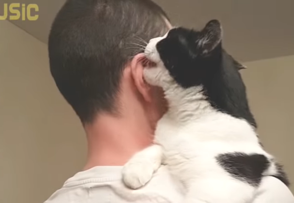 パパの耳を舐める猫