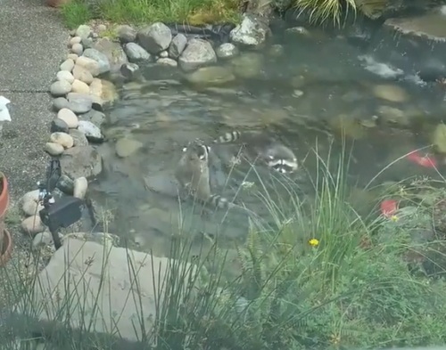 池で泳ぐアライグマ