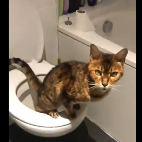 水洗トイレを使う猫