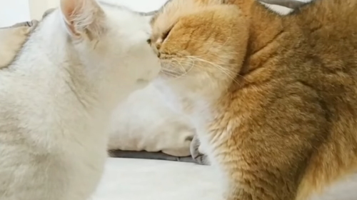猫のラブラブ夫婦