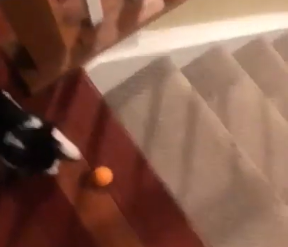 ボールを触る猫
