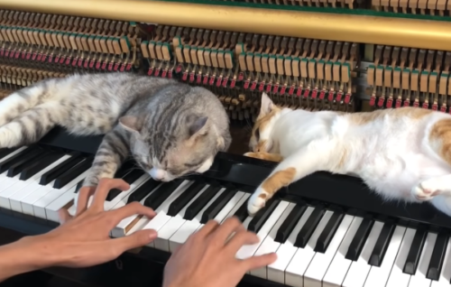 ピアノの鍵盤の上で寝る２匹の猫