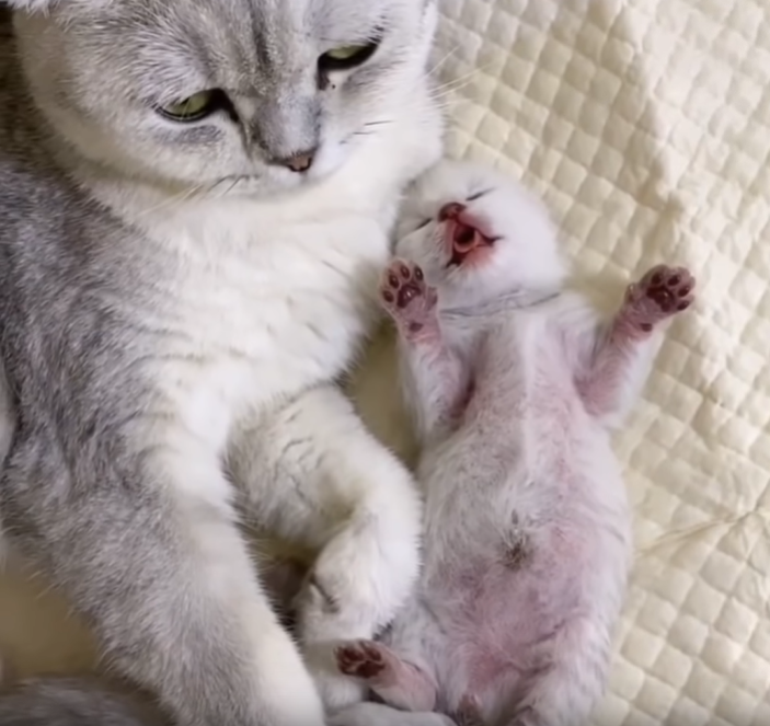 出産した母猫