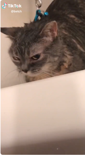 お風呂が嫌な猫