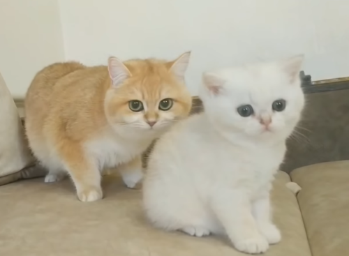 白い子猫と茶色の猫