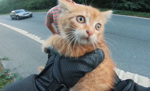 道路で救出された猫