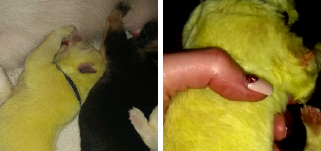 黄緑の子犬が発見される 着色かと思いきや なんと 生まれつき ナゼこんな色で産まれたの もふたん