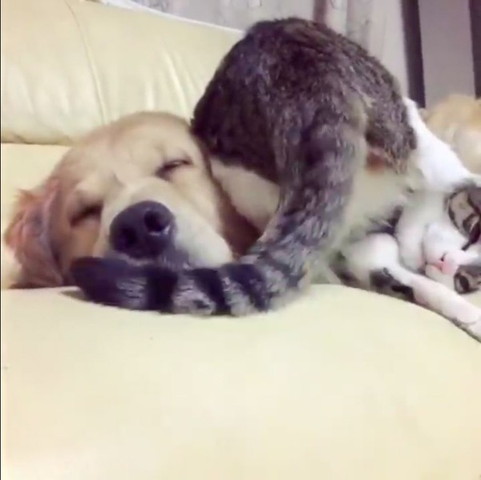 犬にお尻でスリスリする猫