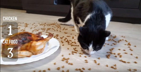 キャットフードを食べ続ける猫