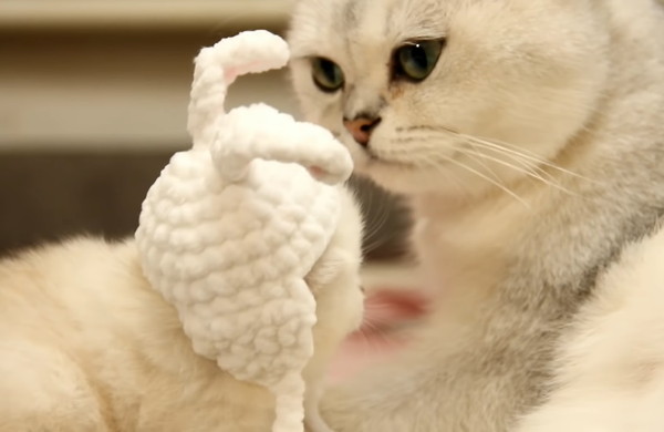 ウサギのコスプレをした子猫を見守る母猫