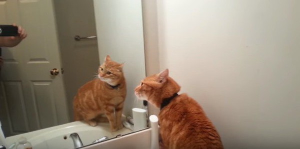 恐る恐る確かめる猫