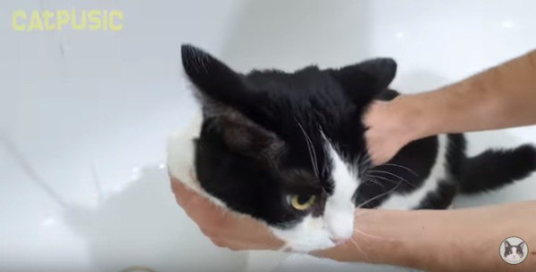 風呂場で不安げな猫