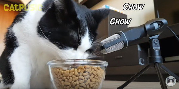 ご飯を口に入れようとしている猫