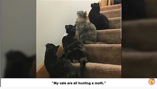 階段で整列する猫たち