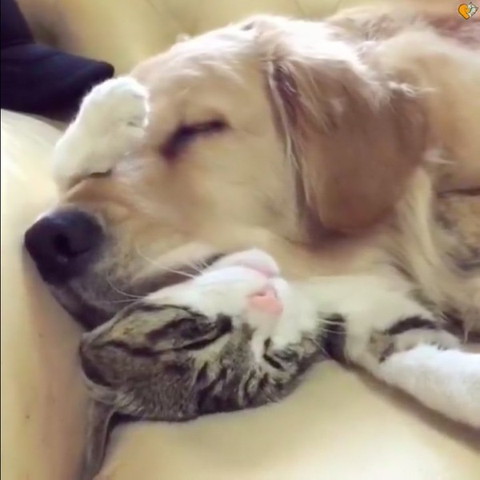 犬の枕になる猫