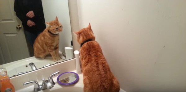鏡に映った自分を見る猫