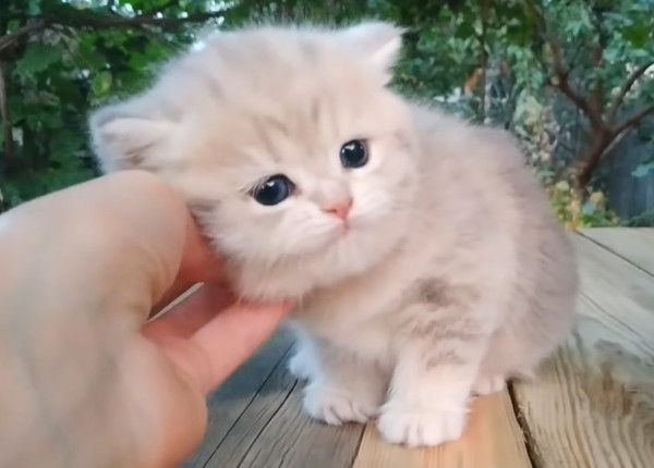 顎の下を撫でられるクリーム色の子猫