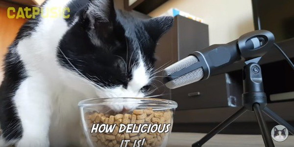 ご飯に夢中な猫
