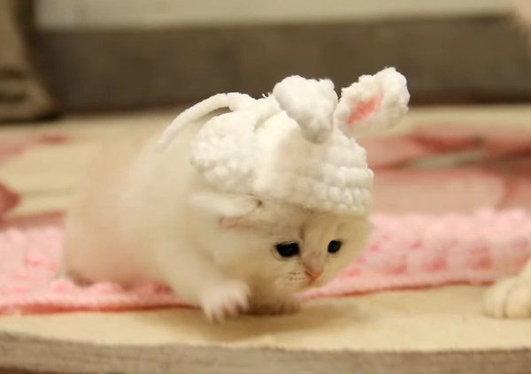 ウサギのコスプレで歩く子猫