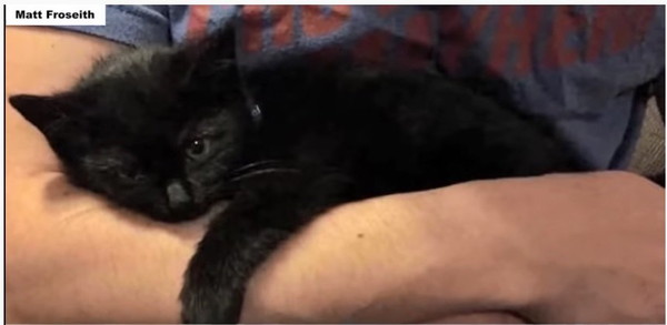 飼い主の男性の腕で眠る子猫