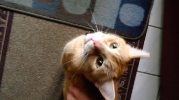 いったん落ち着く猫
