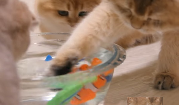 魚のおもちゃを掴む猫