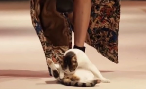モデルの足元で毛づくろいする猫