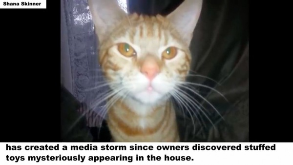 無垢な猫ムファサ