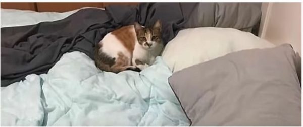 ベッドの上にいる知らない猫