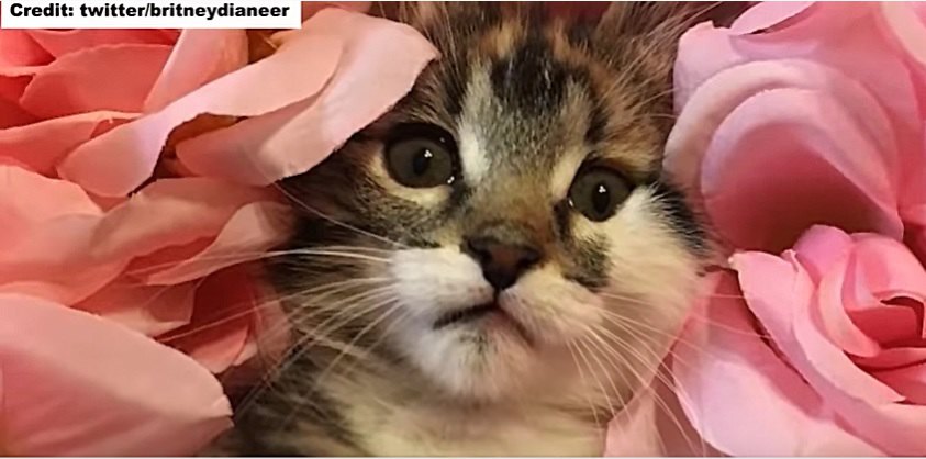 かわいい子猫