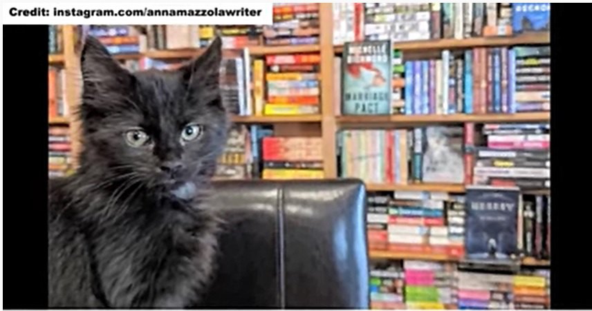 本屋にいる猫