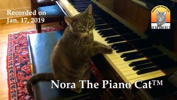 ピアノを演奏する猫
