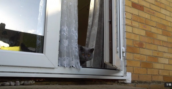 窓から外を見るブルーの猫