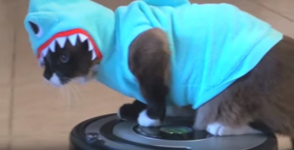 ルンバに乗った猫