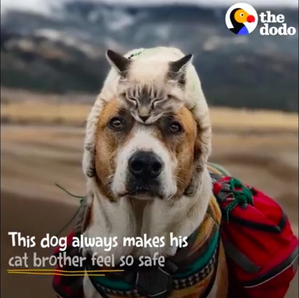 犬の頭に乗る猫