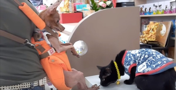 ミニチュアピンシャーの足の臭いを嗅ぐ猫