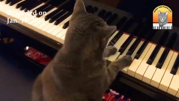ピアノを演奏する猫