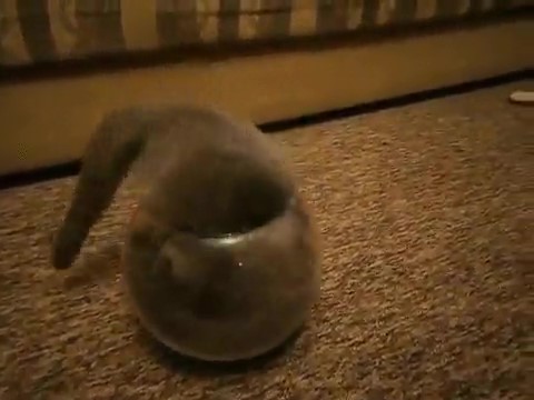 花瓶に頭から入る猫