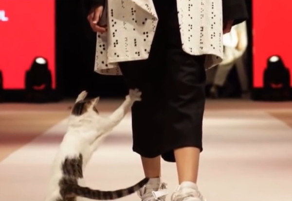モデルに猫パンチする猫