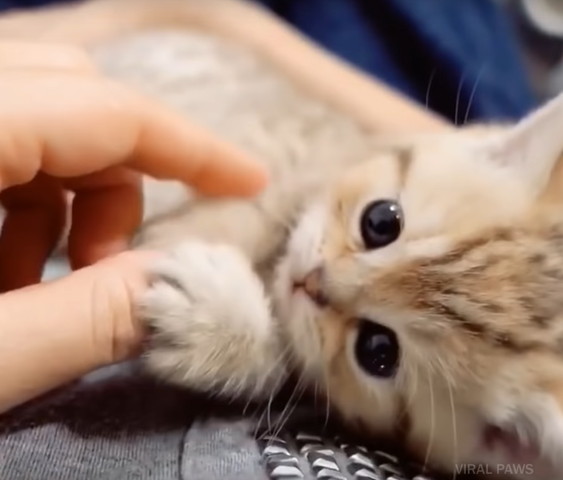 撫でられるマンチカンの子猫