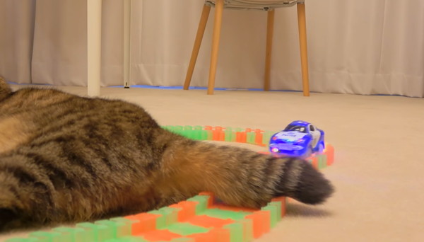 猫のしっぽに突進するミニカー