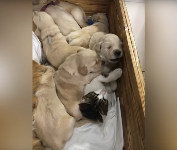 子犬にもみくちゃにされる猫