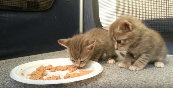 食べている子猫を観察する子猫