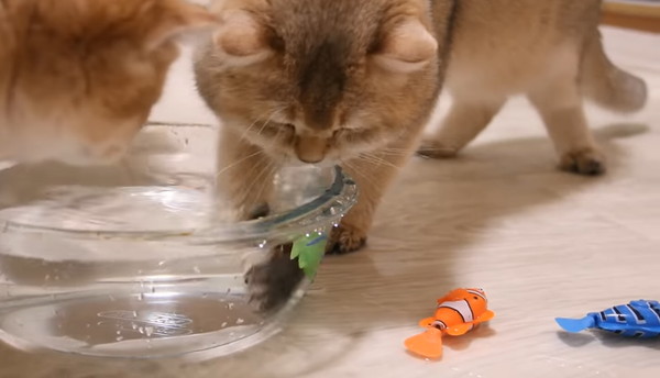 最後に残った魚のおもちゃを捕まえた猫