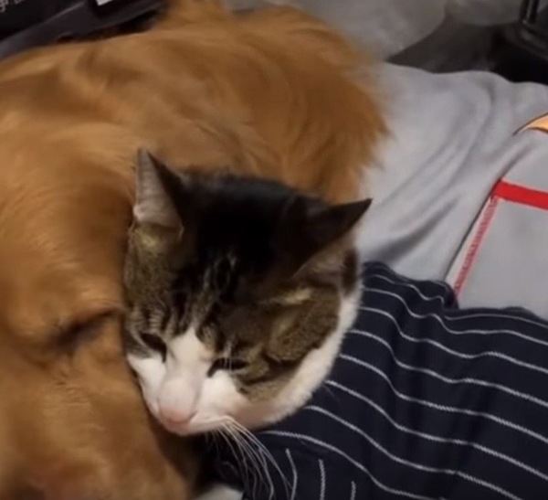 ゴールデンレトルバーと寝る猫
