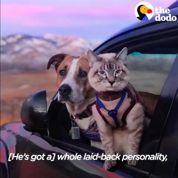 車の中にいる犬と猫