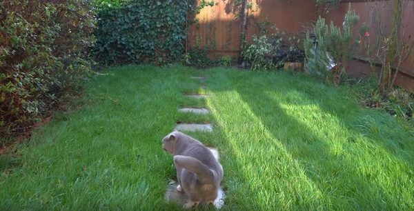 お庭を振り返るブルーの猫